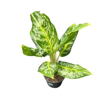 Aglaonema ‘Citrus Glow’ 2.0