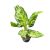 Aglaonema ‘Citrus Glow’ 2.0