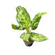 Aglaonema ‘Citrus Glow’ 2.0
