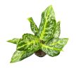 Aglaonema ‘Citrus Glow’ 2.0