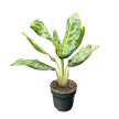 Aglaonema ‘Citrus Glow’ 2.0
