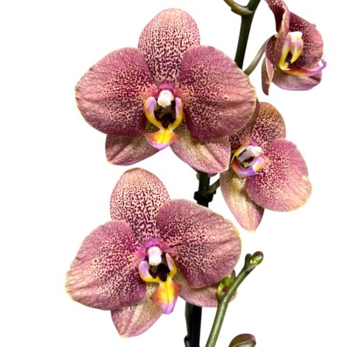 Phalaenopsis 'Toulon'