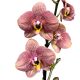 Phalaenopsis 'Toulon'