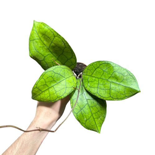 Hoya clemensiorum 'Short Leaf'