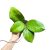 Hoya clemensiorum 'Short Leaf'
