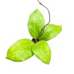 Hoya clemensiorum 'Short Leaf'