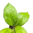Hoya clemensiorum 'Short Leaf'