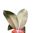 Hoya clemensiorum 'Short Leaf'