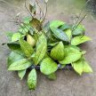 Hoya clemensiorum 'Short Leaf'