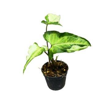   Syngonium podophyllum 'Three Kings' mini (Inplanted)