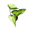 Syngonium podophyllum 'Three Kings' mini (Inplanted)