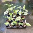 Syngonium podophyllum 'Three Kings' mini (Inplanted)