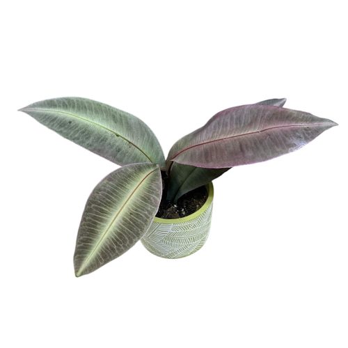 Labisia pumila