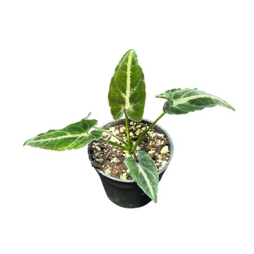 Syngonium rayii (Inplanted)