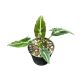 Syngonium rayii (Inplanted)