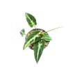 Syngonium rayii (Inplanted)