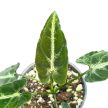 Syngonium rayii (Inplanted)