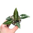 Syngonium rayii (Inplanted)