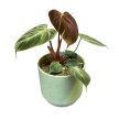 Philodendron rubrijuvenile 'El Choco Red'