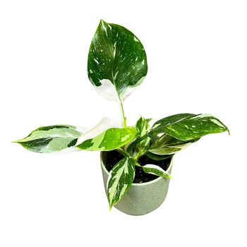 Philodendron erubescens 'White Wizard’