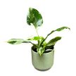 Philodendron erubescens 'White Wizard’