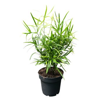 Asparagus falcatus - Aszparágusz