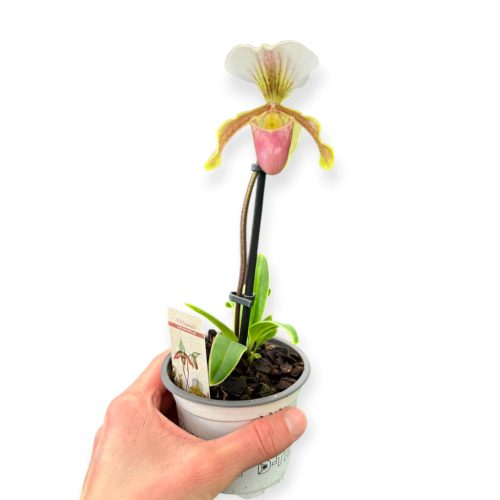 Paphiopedilum helenae