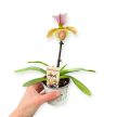 Paphiopedilum helenae