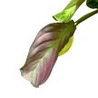 Maranta leuconeura 'Silver Band'