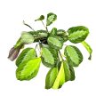 Maranta leuconeura 'Silver Band'