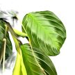 Maranta leuconeura 'Silver Band'