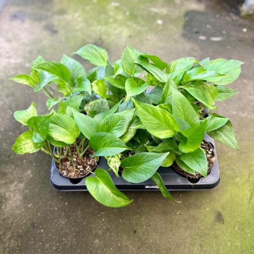 Epipremnum aureum 'Jungle Star' (6 pcs)