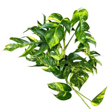 Epipremnum pinnatum 'Aurea' (EXTRA)