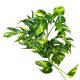 Epipremnum pinnatum 'Aurea' (EXTRA)