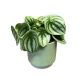 Peperomia argyreia 'Watermelon'