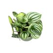 Peperomia argyreia 'Watermelon'