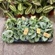 Peperomia argyreia 'Watermelon'