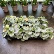 Peperomia argyreia 'Watermelon'