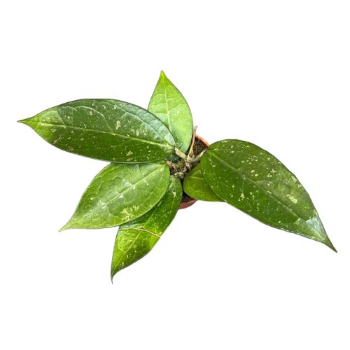 Hoya verticillata MA168