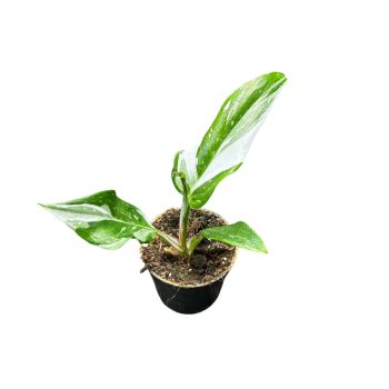 Philodendron 'Fresh Aurea' (Inplanted) mini