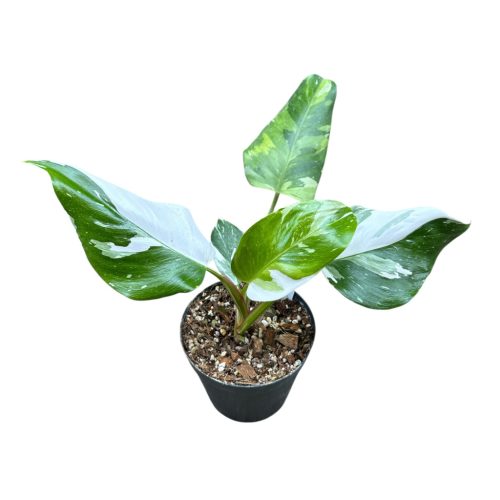 Philodendron 'Fresh Aurea' (Inplanted)