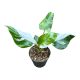 Philodendron 'Fresh Aurea' (Inplanted)