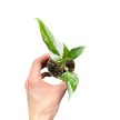 Philodendron 'Fresh Aurea' (Inplanted) mini