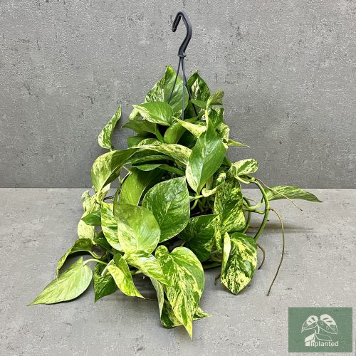 Epipremnum aureum 'Marble Queen' akasztós