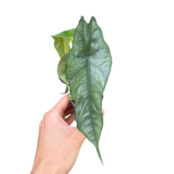   Alocasia heterophylla 'Dragon's Breath' (mini)