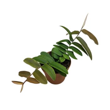 Marcgravia sintenisii