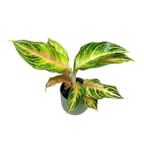 Aglaonema 'Eyecatcher'