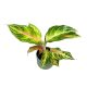 Aglaonema 'Eyecatcher'