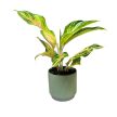 Aglaonema 'Eyecatcher'