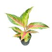 Aglaonema 'Eyecatcher'